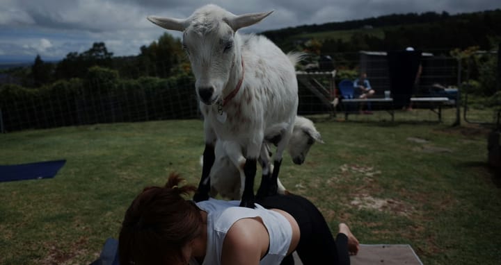 šš§ The Great Goat Takeover: Forney Canāt Stop Doing Yoga With Goats